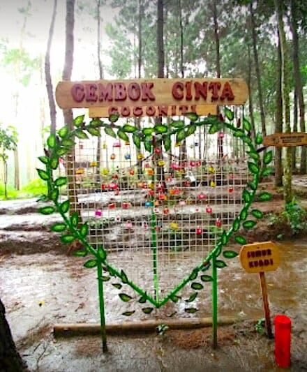 hutan pinus gogoniti