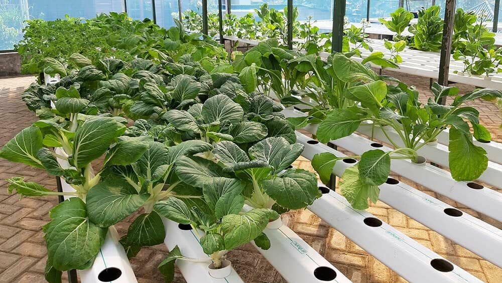 Kebun Pak Budi Pasuruan