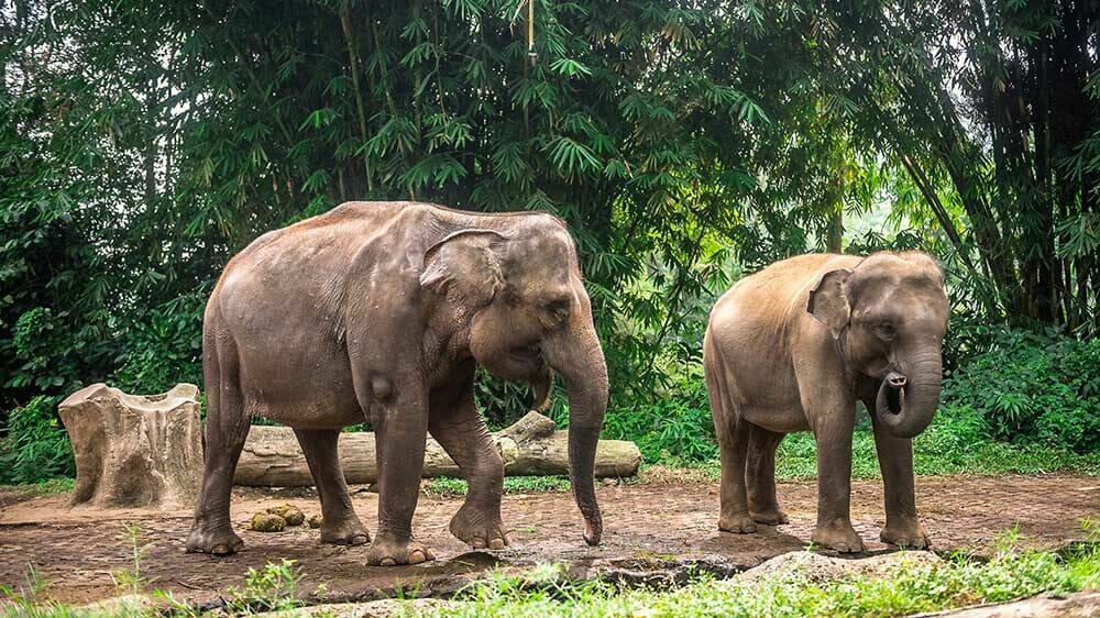 Taman Safari Cisarua Bogor