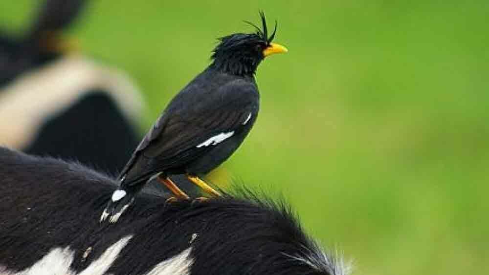 860 Gambar Burung Jalak Kebo HD Terbaik