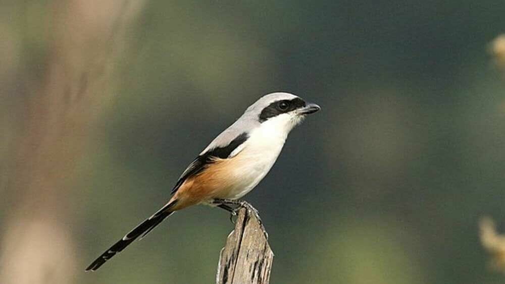 Cara Merawat Burung Pentet Cara Melatih Mental Cendet Agar Gacor, Siap Lomba! - Pinhome