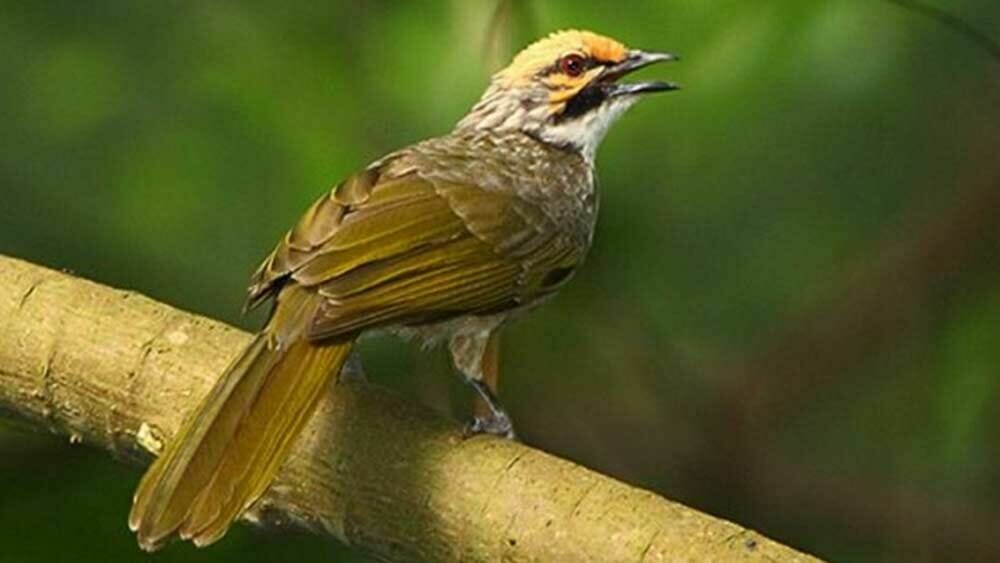 91+ Gambar Burung Cucak Rowo HD Terbaru