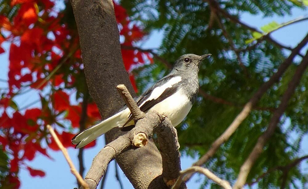 Cara menjinakkan burung kacer dengan cepat