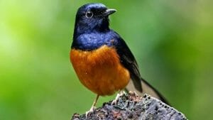 7700 Koleksi Sketsa Gambar Burung Murai Batu HD