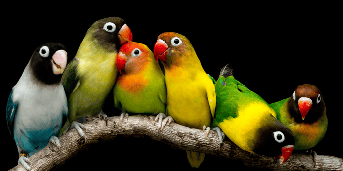 Lovebird Konslet atau Fighter, Mana Paling Bagus? - Pinhome