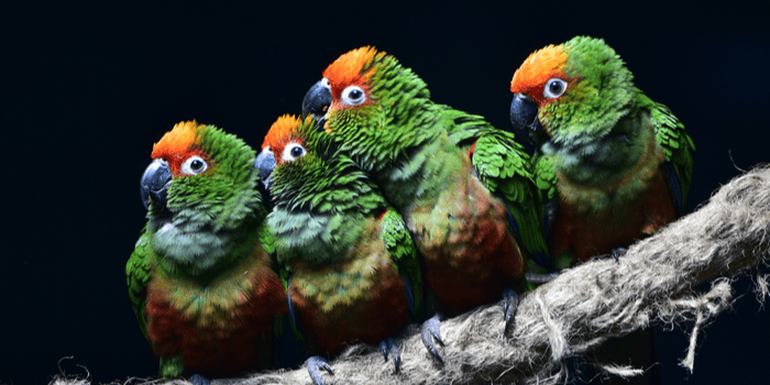Lovebird Konslet atau Fighter, Mana Paling Bagus? - Pinhome