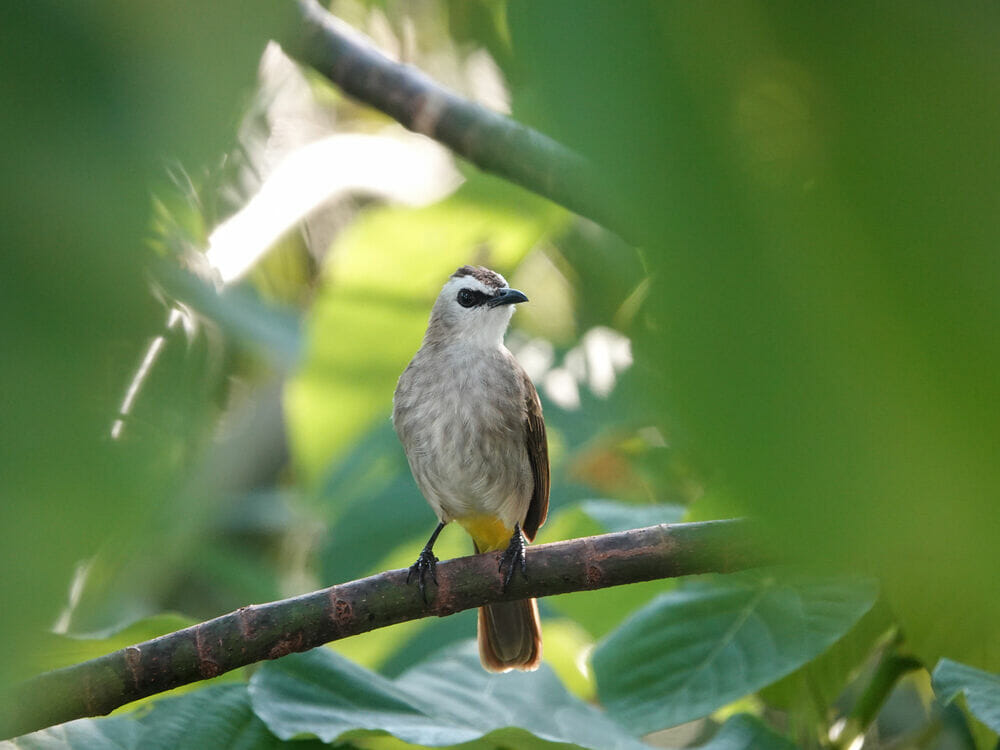 burung trucukan gacor