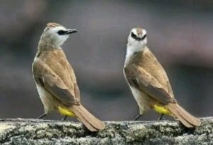 Cara Membedakan Burung Trucukan Jantan dan Betina