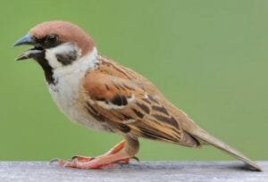 6000 Koleksi Gambar Burung Gereja Gratis