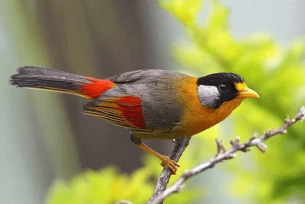 penilaian lomba burung