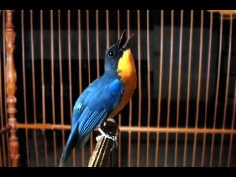 penilaian lomba burung