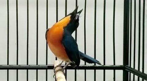 penilaian lomba burung