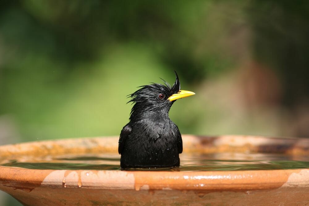 860 Gambar Burung Jalak Kebo HD Terbaik