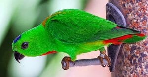 suara burung serindit untuk pikat masteran