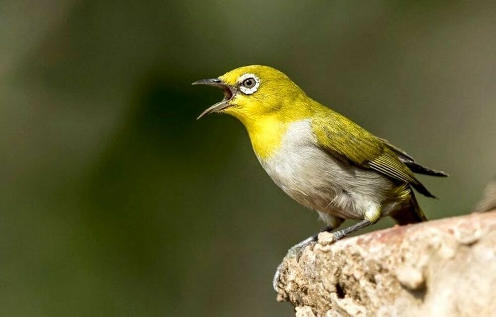 penilaian lomba burung