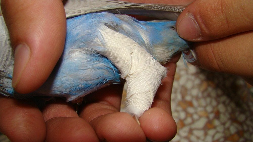 Cara Mengobat Kaki Burung yang Patah, Cepat dan Aman! - Pinhome