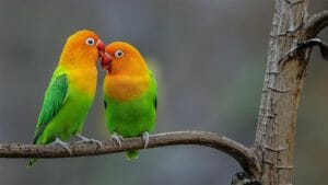 Harga Burung Lovebird