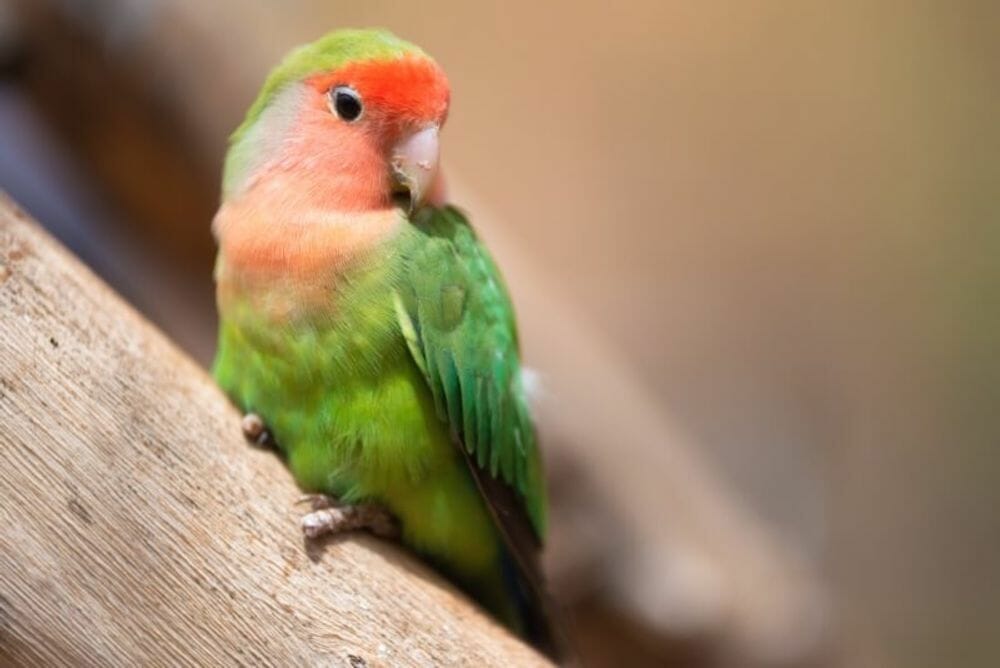lovebird ngekek panjang