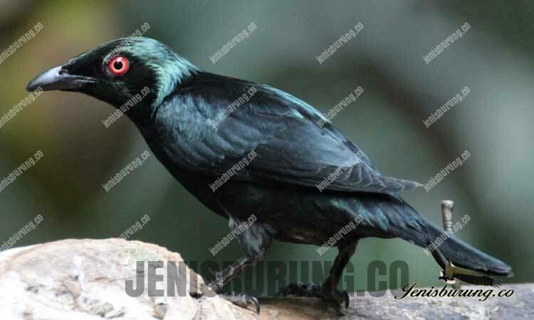 Harga Burung Cucak Keling Cucak Keling, Perling Kumbang (Asian Glossy Starling) - Pinhome