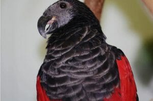 880+ Gambar Burung Nuri Papua HD Terbaru