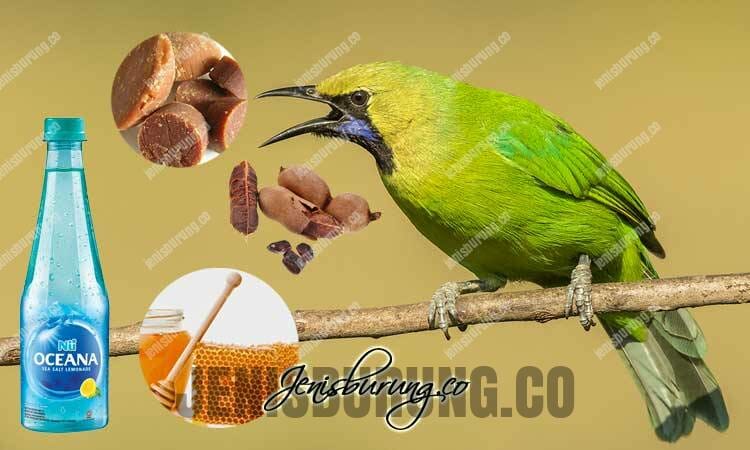 Makanan Burung Cucak Ijo Racikan Pakan Cucak Ijo Agar Cepat Gacor dan Rajin Bunyi - Pinhome