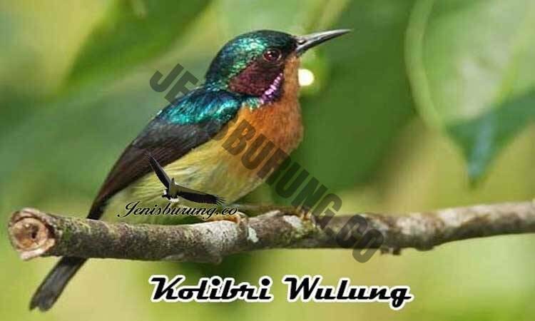 Kolibri Wulung, Ruby-Cheeked Sunbird (Chalcoparia Singalensis) - Pinhome