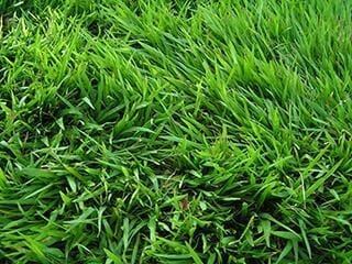 Jenis rumput hias