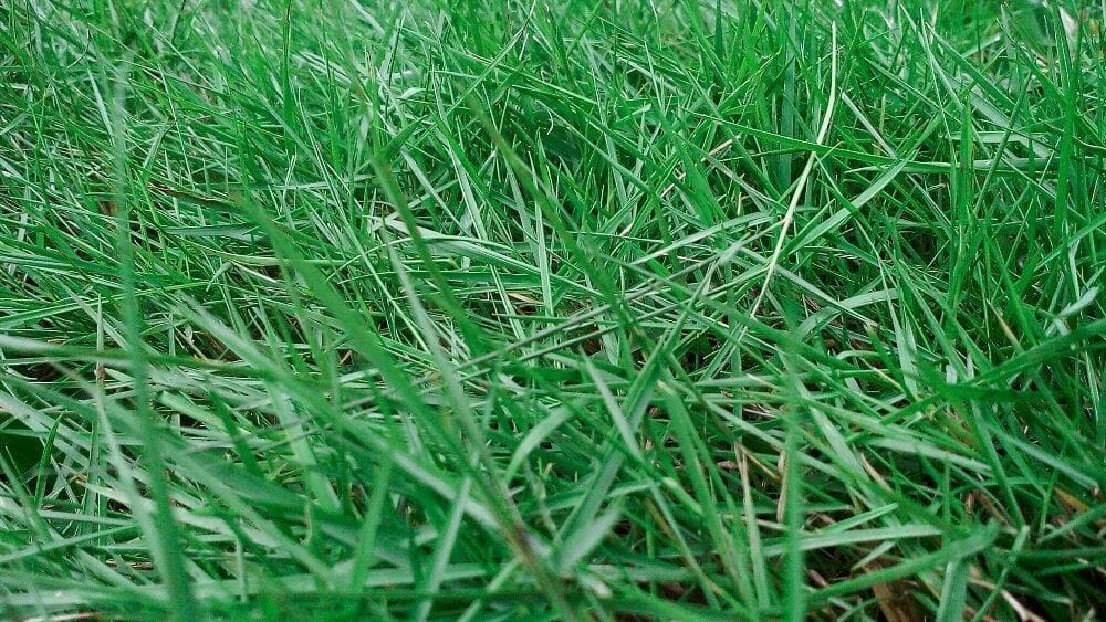 Jenis rumput hias