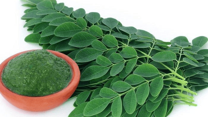 Manfaat Daun Kelor