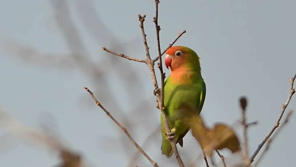 Mencetak Lovebird Biola Euwing