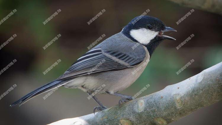 Suara Burung Gelatik Batu Gacor