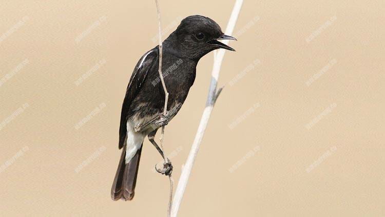 11 Suara Burung Decu Gacor Untuk Masteran - Pinhome