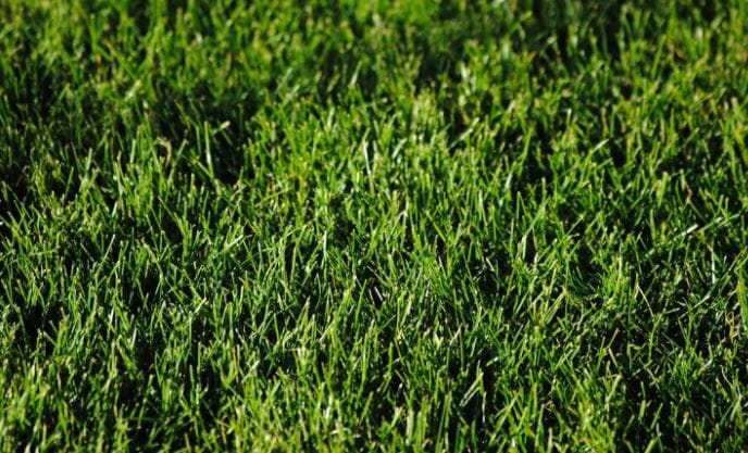 Tips menghilangkan rumput liar