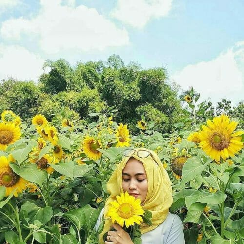 Kebun Bunga Matahari Kediri