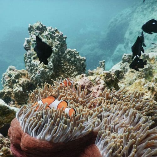 Pulau Rubiah