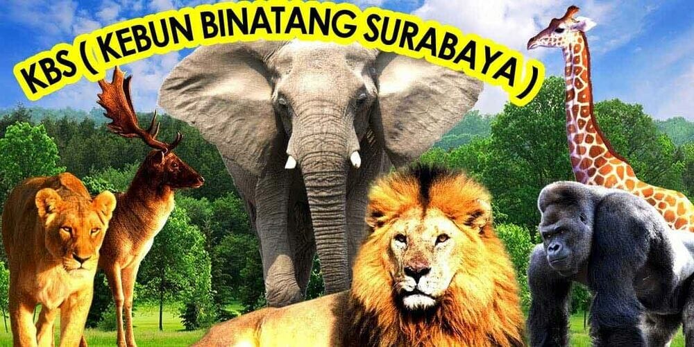 Bonbin Surabaya