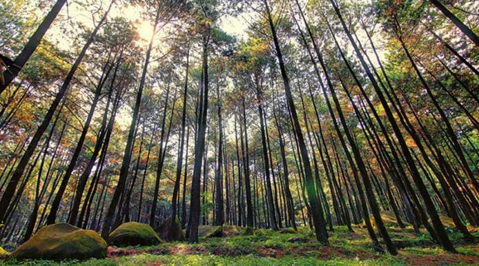 Foto Tempat Wisata Taman Wisata Alam Gunung Pancar