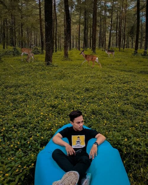 Galeri Hutan Pinus Limpakuwus