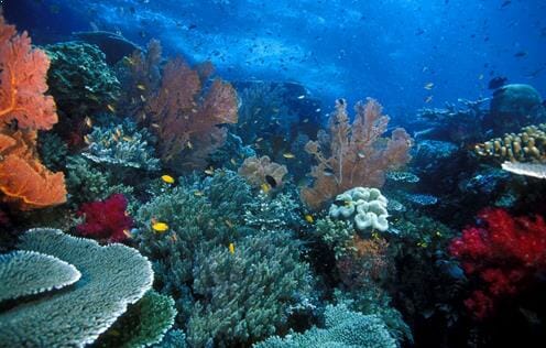 Gambar Alam Bawah Laut Pulau Wayag