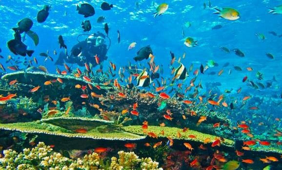 Gambar Alam Bawah Laut Raja Ampat