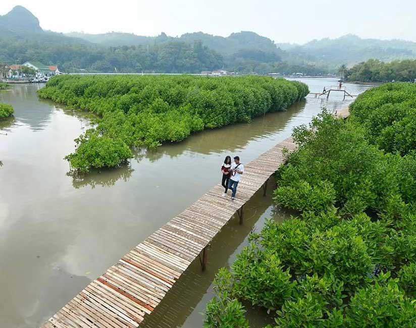 Gambar Hutan Mangrove Logending