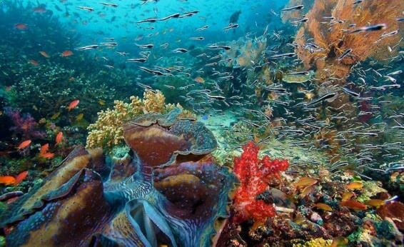 Gambar Taman Laut Taka Bonerate