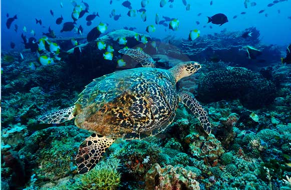 Gambar Taman Nasional Teluk Cendrawasih