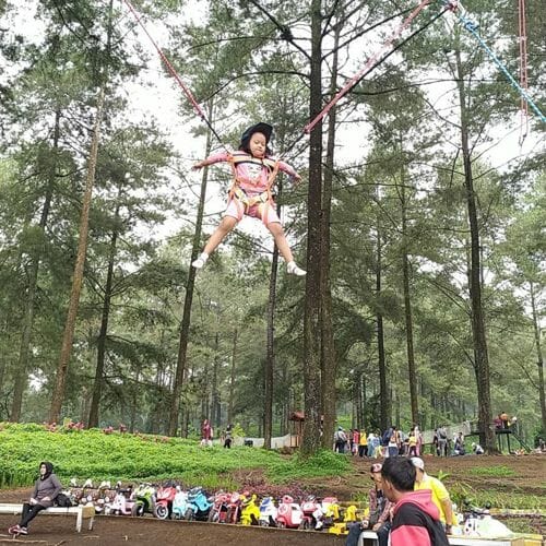 Hutan Pinus Limpakuwus