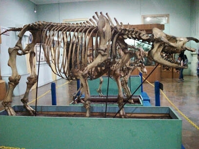 Museum Zoologi Bogor