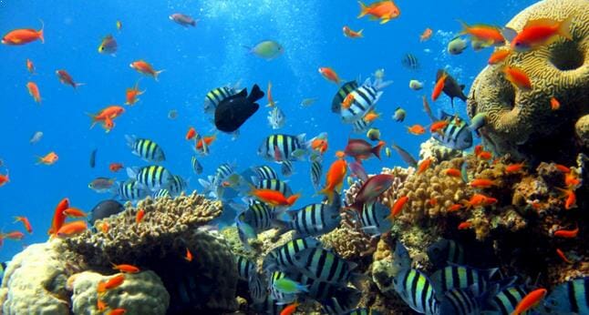 Paket Tour Raja Ampat Indonesia
