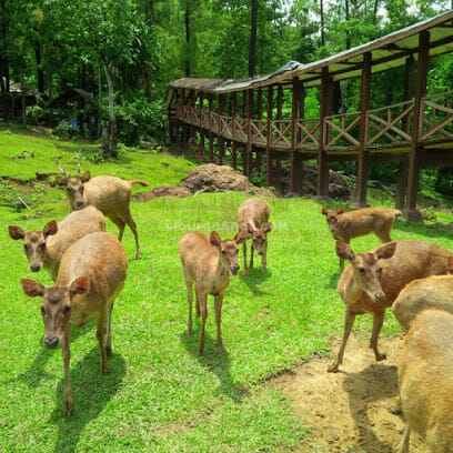 Penangkaran Rusa Cariu