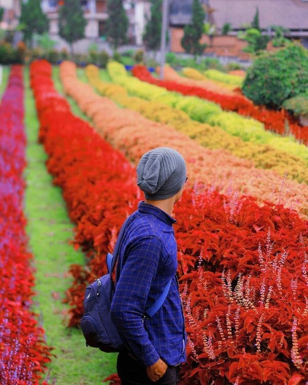 Rainbow Garden