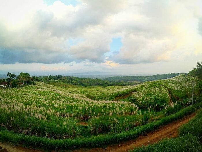 Rembangan Jember