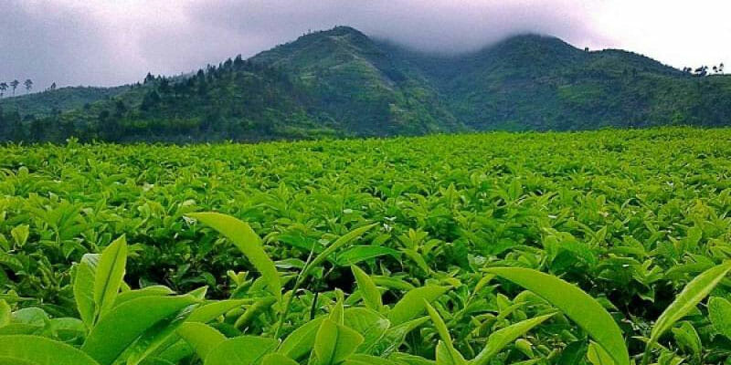 Kebun Teh Andung Biru